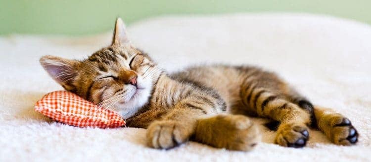 Cat Sedative for Travel Everything You Need to Know