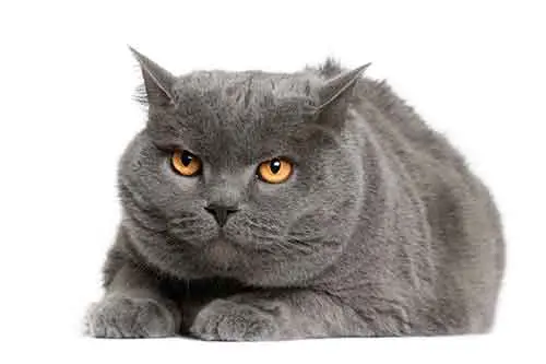 Chartreux cat breed