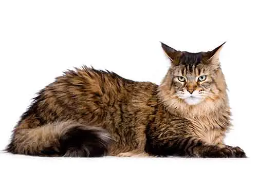 maine coon breed