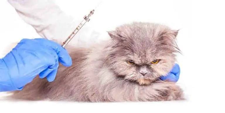 what vaccinations do cats need to fly