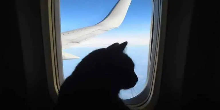 how to prepare your cat for air travel