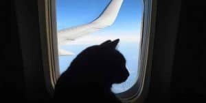 How to Prepare Your Cat for Air Travel What You Need to Know