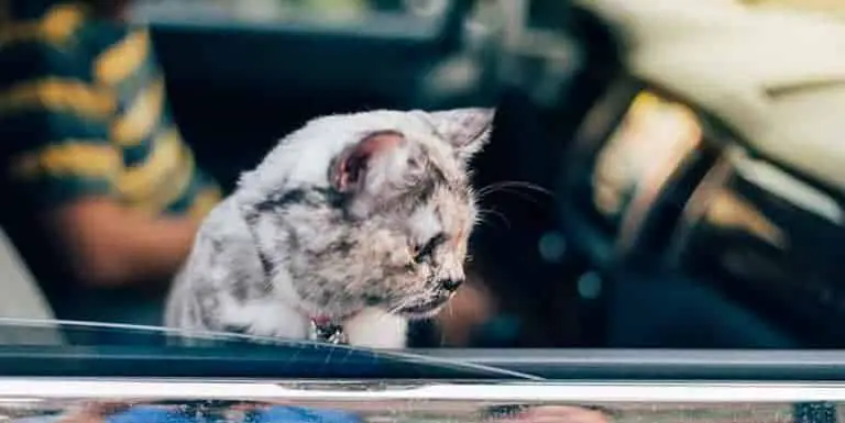 how to calm a cat down in the car