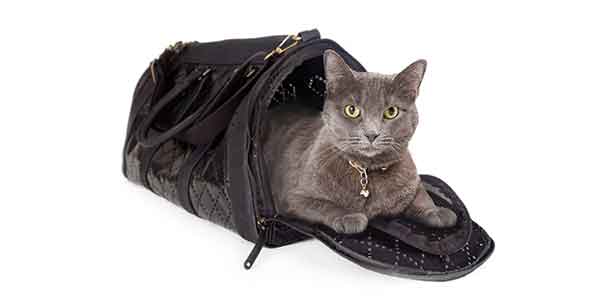 best cat carrier for long car trips