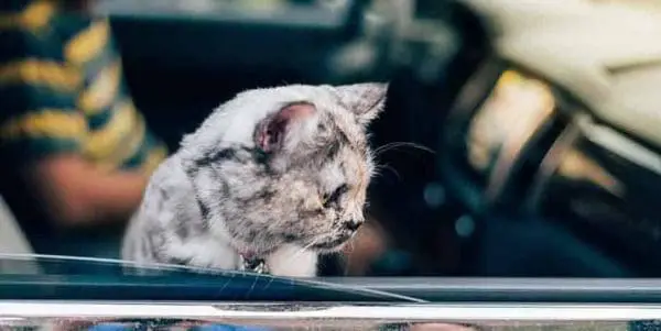 how to keep a cat cool in the car