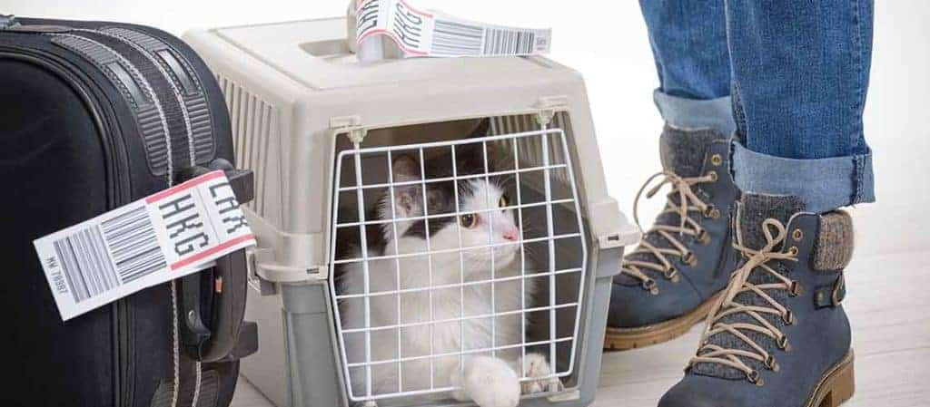 best way to travel with a cat