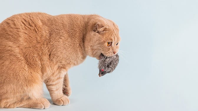 cat meowing with a toy in his mouth