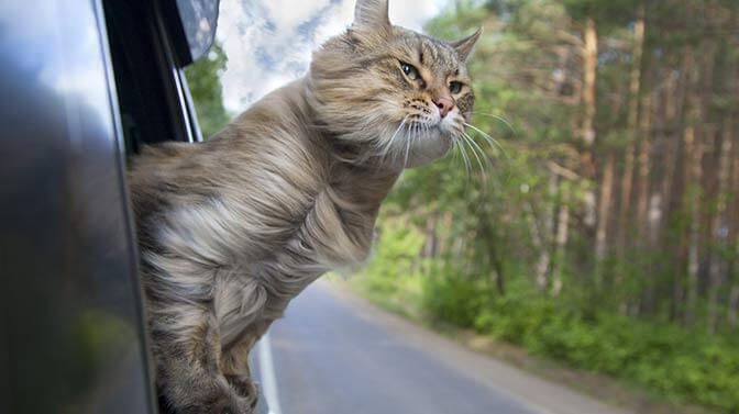 can a cat ride in a car without a carrier