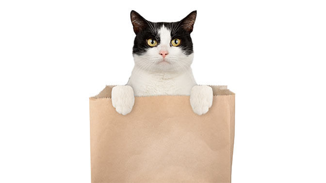 cat in large bag