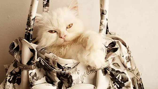 cat purse carrier