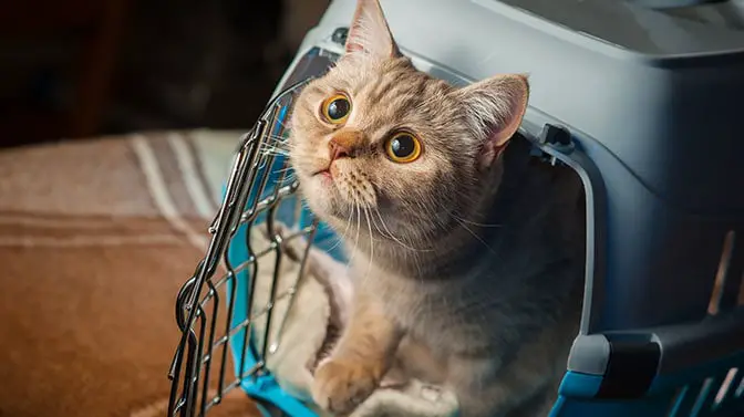 cat travel carrier