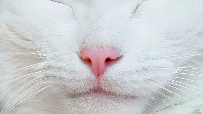 how cats use their nose