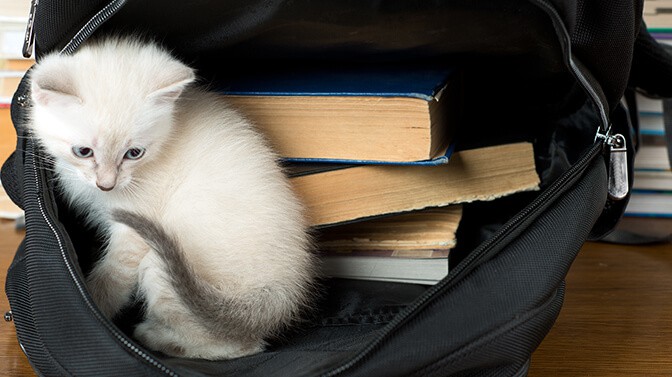 kitten sitting in backpack