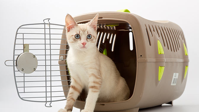 how often to clean a cat carrier