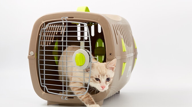 get cat comfortable with carrier