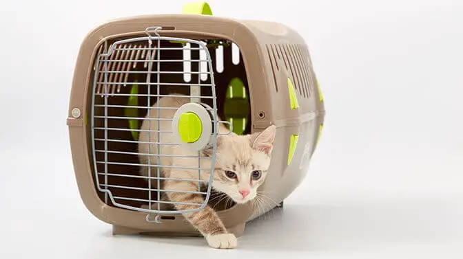 Here’s How To Put A Wild Cat In A Carrier Without Getting Scarred for Life