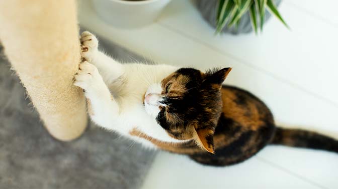 cat sharpening its nails on a cat tree