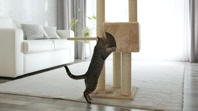 how to throw out an old cat tree