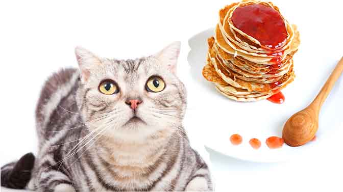 can cats eat pancakes with syrup