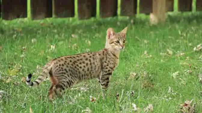Are Savannah Cats Good Pets? What You Need To Know