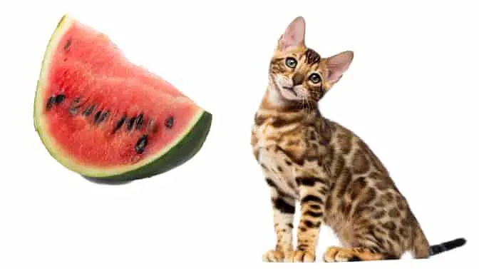 can Bengal cats eat watermelon