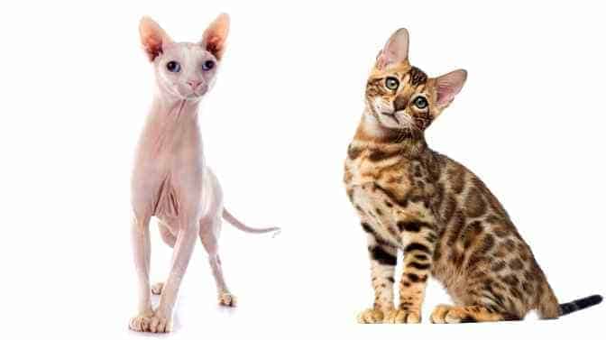Bengal cat vs Sphynx