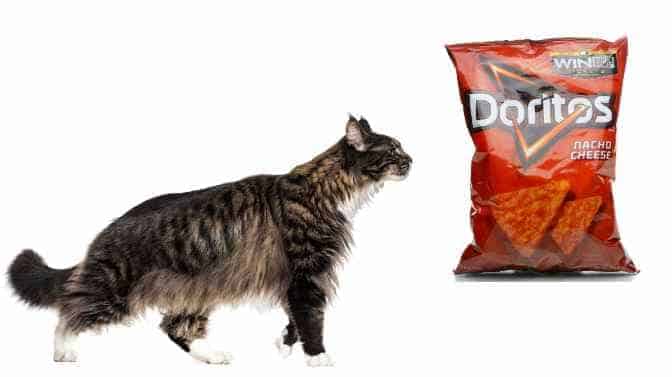 can cats eat Doritos