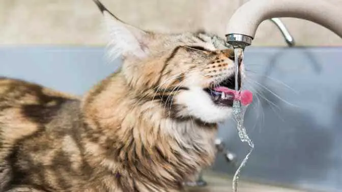 do Maine Coons drink a lot of water