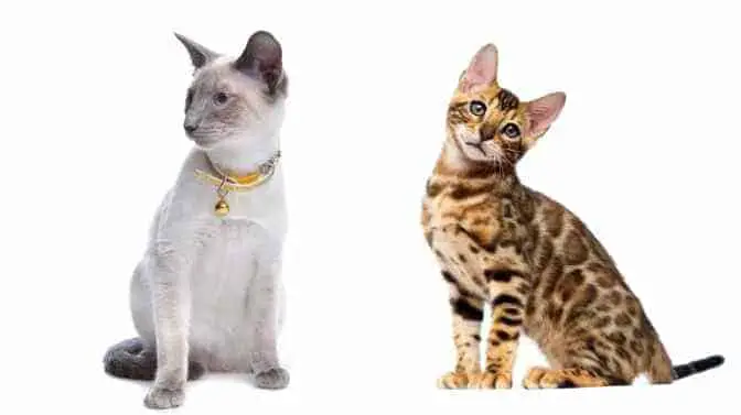 Siamese vs Bengal Cats