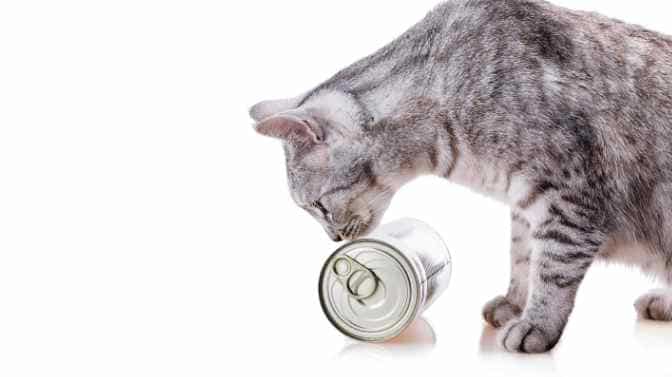 can canned cat food be left in hot car