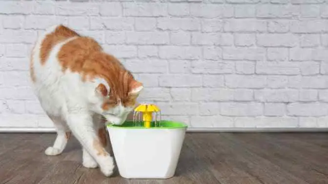 are cat water fountains sanitary and safe