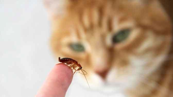 do cats scare off roaches