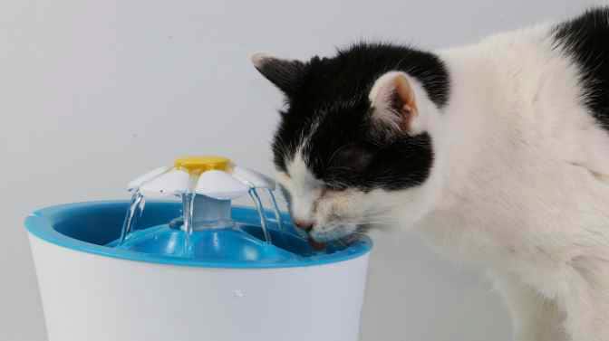 reasons cats prefer a water fountain