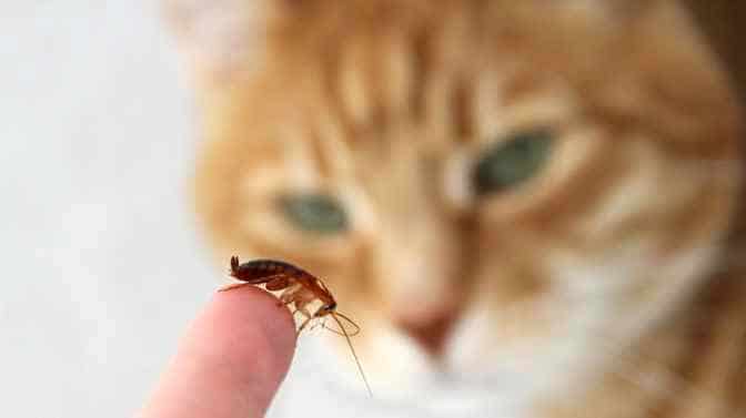 why does my cat bring me cockroaches
