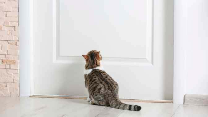 why does your cat meow at your bedroom door in the morning