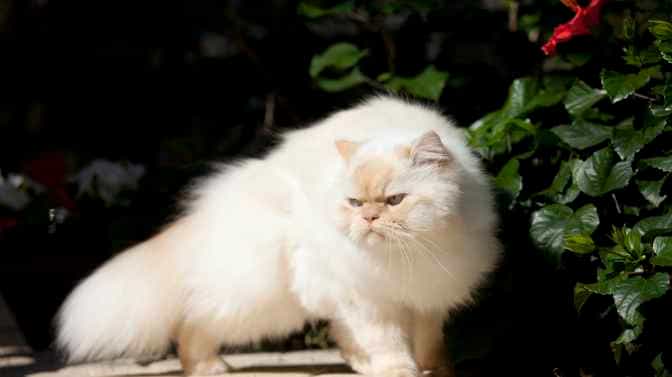 are Himalayan cats hypoallergenic