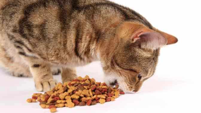 does dry cat food expire