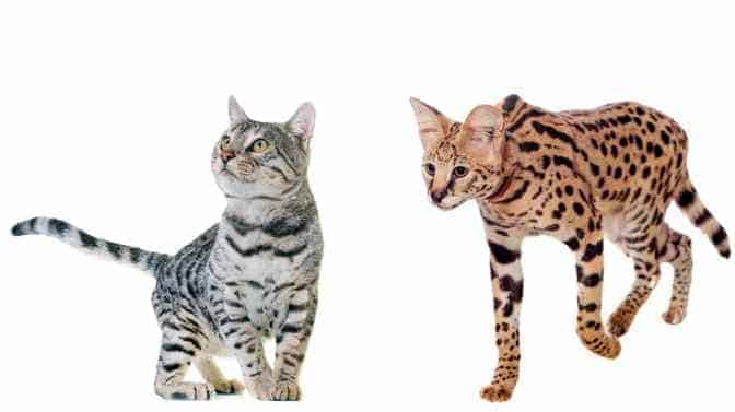 Serval vs Bengal cats