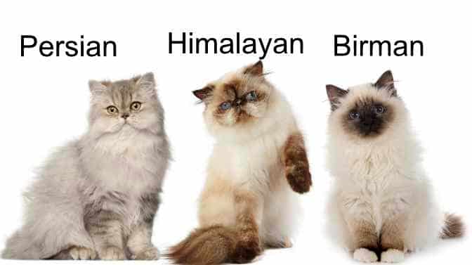 Siamese vs birman vs himalayan cats