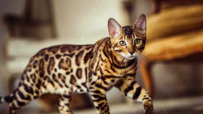what are Bengal cats