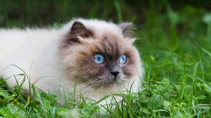 what are Himalayan cats