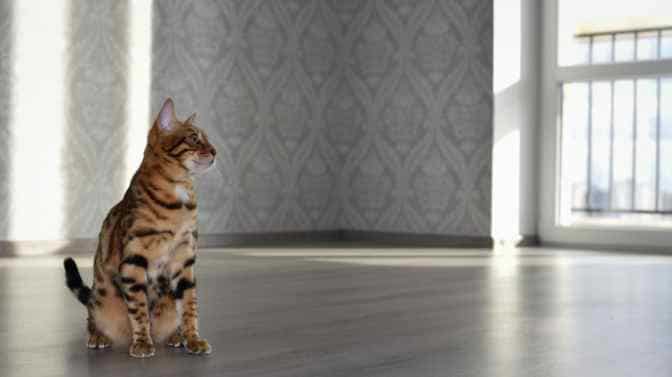 what does it mean when Bengal cats go into empty rooms and howl