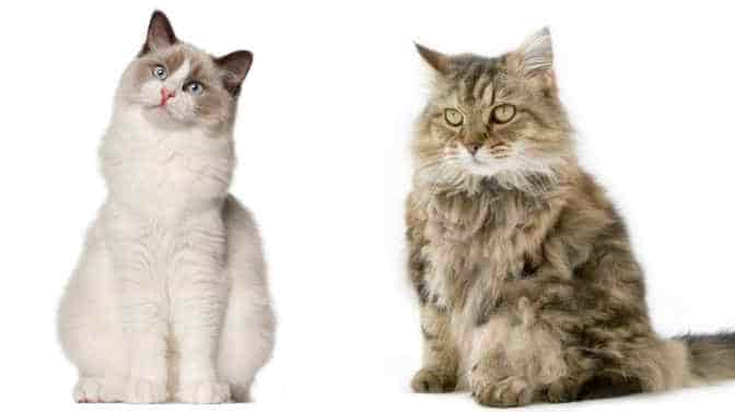what is the difference between a Ragdoll and Ragamuffin Cat