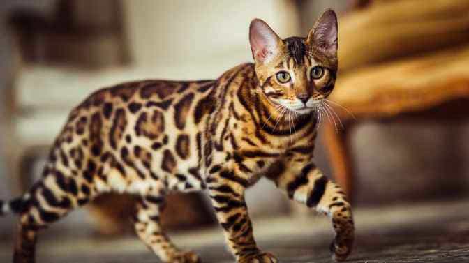 why are Bengal cats illegal in some states