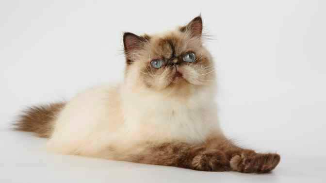 why are Himalayan cats so expensive