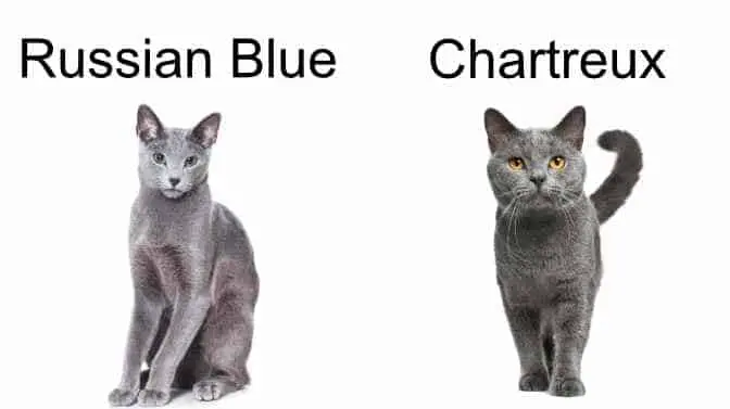 Chartreux cat vs Russian Blue
