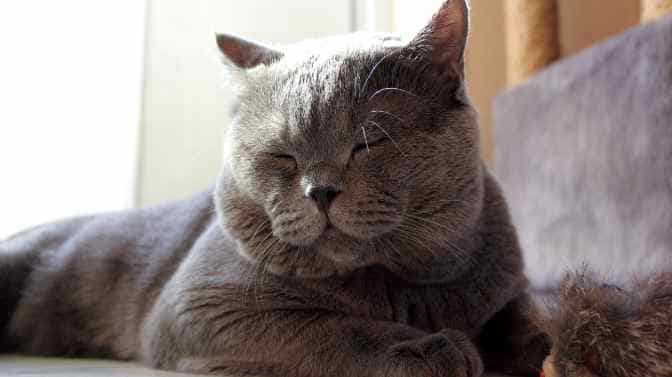 do British Shorthair cats like cuddles