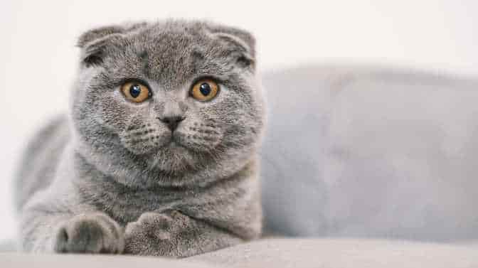 what is a Scottish Fold cat