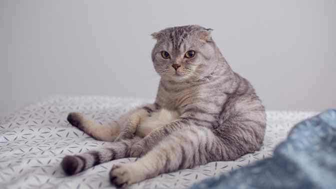 why do Scottish Fold cats sit funny