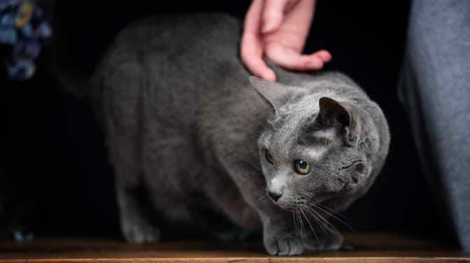 are Russian Blue cats good mousers